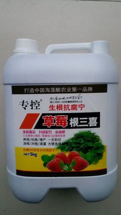 草莓苗高效移栽與病害防治全攻略 生根快、防爛根、促花芽