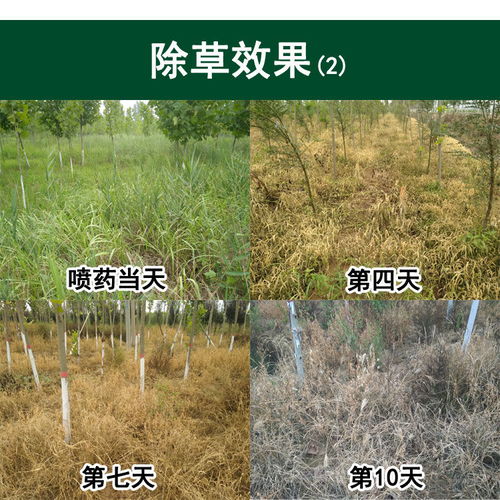 常見除草劑種類、應(yīng)用與選購指南 從敵草快到草甘膦全面解析